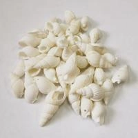 Подвеска ракушка, 12-35мм, Веретенообразная с одной дырочкой, базовый материал - ракушка, белая, 30 грамм