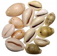 Бусина ракушка, 15-30мм, Каури с двумя дырочками, 15 грамм